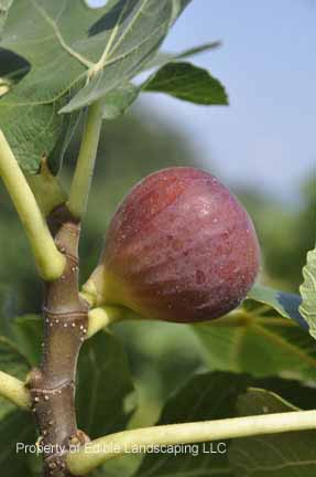 Fig Osborne Prolific